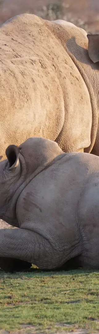 Breitmaulnashörner in der Kalahari